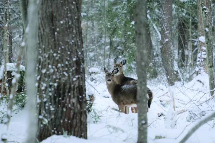 Tuesday celebration set to mark DNR's protection of Michigamme Highlands